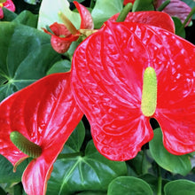 画像をギャラリービューアに読み込む, アンスリウム 深鉢3株植え 10号 1鉢 色おまかせ