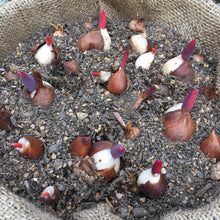 画像をギャラリービューアに読み込む, 【11/25発送】チューリップ &ムスカリ ミックスカラー 球根 1kg