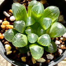 画像をギャラリービューアに読み込む, ハオルチア・クーペリー”ピリフェラ”(MG3841.43) 2号