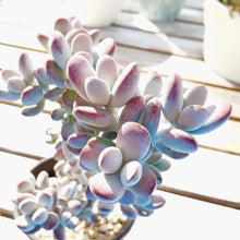 画像をギャラリービューアに読み込む, コチレドン・フクダルマ〈3ポットセット〉