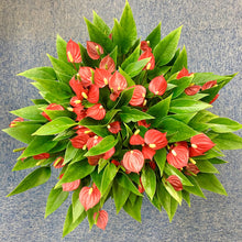 画像をギャラリービューアに読み込む, 【販売期間:5月7日まで】アンスリウム ミリオンフラワー レッド 5号 1鉢