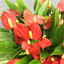 画像をギャラリービューアに読み込む, 【販売期間:5月7日まで】アンスリウム ミリオンフラワー レッド 5号 1鉢