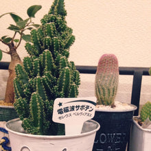 画像をギャラリービューアに読み込む, 【電磁波を吸収するサボテン?】セレウス・ペルヴィアナス 3鉢セット