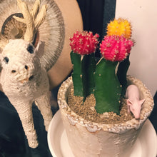 画像をギャラリービューアに読み込む, サボテン・ヒボタン(緋牡丹) 2.5号 3ポットセット