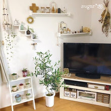 画像をギャラリービューアに読み込む, オリーブの木 5号 (高さ約60cm)瀬戸内産 品種はお任せ