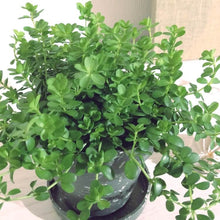 画像をギャラリービューアに読み込む, ペペロミア・イザベル 4号