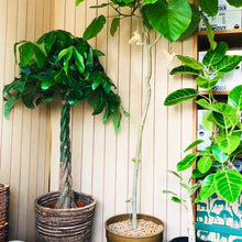 画像をギャラリービューアに読み込む, パキラ ねじり 7号 室内におすすめ 観葉植物