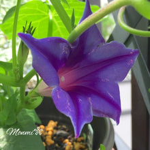 画像をギャラリービューアに読み込む, 【予約商品:6/14発送】アサガオ・かざぐるまシリーズ 3.5号 3色セット