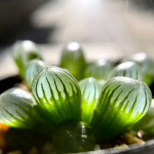 画像をギャラリービューアに読み込む, ハオルチア・クーペリー”ピリフェラ”(MG3841.43) 2号