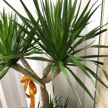 画像をギャラリービューアに読み込む, 【一点物】ドラセナ・カンボジアーナ 10号 沖縄観葉 高さ 約180cm No.62