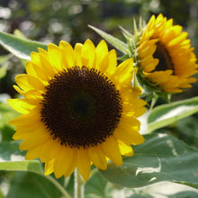 画像をギャラリービューアに読み込む, 【予約商品:5/20発送】ヒマワリ・サンリッチオレンジ 1鉢