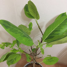 画像をギャラリービューアに読み込む, 【一点物】フィカス・アルテシーマ 8号 沖縄観葉 高さ 約130cm No.126