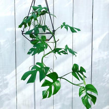 画像をギャラリービューアに読み込む, モンステラ・アダンソニー 6号 おしゃれな鉢セット インテリアグリーン