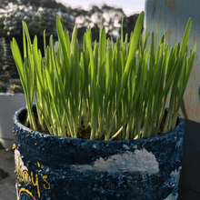 画像をギャラリービューアに読み込む, 【ペットプラント】ペットが食べる草のタネ 1L詰 種子消毒(農薬)無し