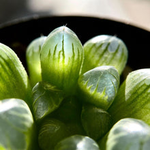 画像をギャラリービューアに読み込む, ハオルチア・クーペリー”ピリフェラ”(MG3841.43) 2号