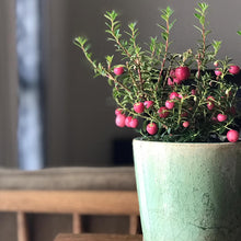 画像をギャラリービューアに読み込む, 【予約商品:10/29以降発送】ハッピーベリー・デコベリー(真珠の木/ペルネッティア) 3ポットセット