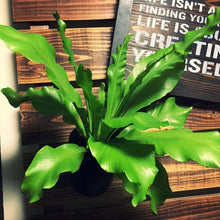 画像をギャラリービューアに読み込む, アスプレニウム・アビス 5号