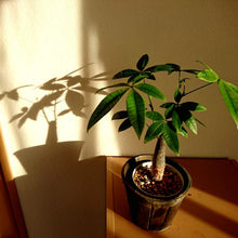 画像をギャラリービューアに読み込む, 【室内におすすめ 観葉植物】パキラ 4号