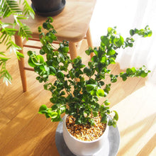 画像をギャラリービューアに読み込む, フィカス・ベンジャミン バロック 3.5号