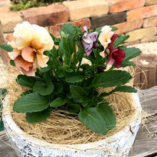 画像をギャラリービューアに読み込む, 【予約商品:11/5以降発送】八重咲きパンジー・ファビュラス 花苗 6ポットセット