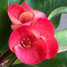 画像をギャラリービューアに読み込む, 大輪 ハナキリン(花麒麟) 5号【育てやすい底面給水鉢】