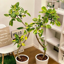 画像をギャラリービューアに読み込む, フィカス・アルテシーマ 8号