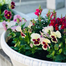 画像をギャラリービューアに読み込む, 【予約商品:11/2まで】パンジー・イチゴちゃん 花苗 3ポットセット
