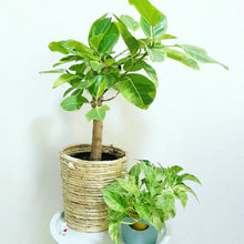 画像をギャラリービューアに読み込む, 【一点物】フィカス・アルテシーマ 8号 沖縄観葉 高さ 約126cm No.125