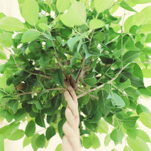 画像をギャラリービューアに読み込む, フィカス・ベンジャミン リッチ 7号 スタンダード仕立て