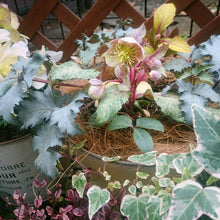 画像をギャラリービューアに読み込む, 【予約商品:11/25発送】クリスマスローズ 当年開花見込み株 カラーリーフアソート 花苗 5ポットセット