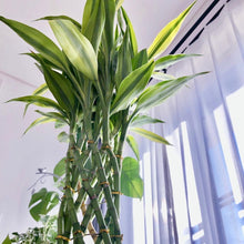 画像をギャラリービューアに読み込む, ミリオンバンブー 7号 鉢カバー「Re:af®」セット