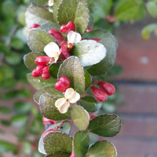 画像をギャラリービューアに読み込む, 【ハートが実る奇跡の木】ハートツリー(ハリツルマサキ) 8号