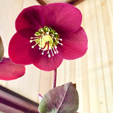 画像をギャラリービューアに読み込む, 【予約商品:12/10発送】クリスマスローズ・アンナズレッド 1鉢