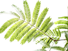 画像をギャラリービューアに読み込む, ネムノキ エバーフレッシュ 7号