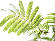 画像をギャラリービューアに読み込む, ネムノキ・エバーフレッシュ 5号 鉢カバー「Re:af®」セット