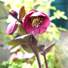 画像をギャラリービューアに読み込む, 【予約商品:12/10発送】クリスマスローズ・アンナズレッド 1鉢