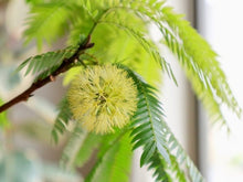 画像をギャラリービューアに読み込む, ネムノキ エバーフレッシュ 7号