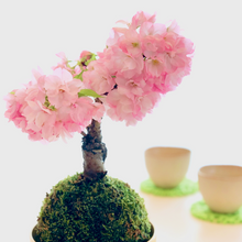 画像をギャラリービューアに読み込む, 苔玉さくら(旭山桜) ※予約商品