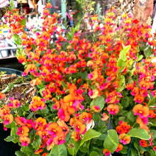 画像をギャラリービューアに読み込む, 【予約商品:3/18発送】コリゼマ・コルダツム 1鉢