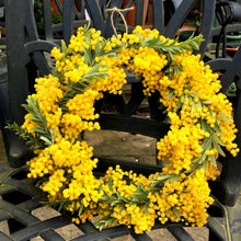 画像をギャラリービューアに読み込む, 【期間限定:4月5日まで】来春以降開花株:アカシア・ブルーブッシュ 5号 【生垣にもおすすめ】