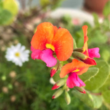 画像をギャラリービューアに読み込む, 【予約商品:3/18発送】コリゼマ・コルダツム 1鉢