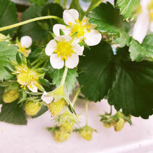 画像をギャラリービューアに読み込む, 【予約商品:1/19発送】イチゴ苗 実付き 5号