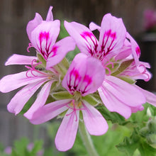 画像をギャラリービューアに読み込む, 【予約商品:4/22発送】虫除けハーブ苗 7種セット