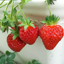 画像をギャラリービューアに読み込む, 【予約商品:10/17発送】イチゴ苗 5品種セット (ポット苗)