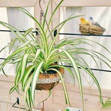 画像をギャラリービューアに読み込む, オリヅルラン・K'sマジック 4号