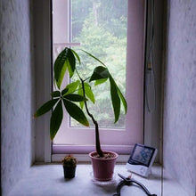 画像をギャラリービューアに読み込む, 【室内におすすめ 観葉植物】パキラ 4号