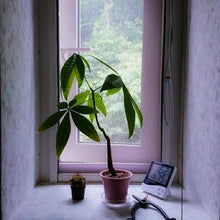 画像をギャラリービューアに読み込む, パキラ ねじり 7号 鉢カバー「Re:af®」セット