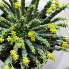 画像をギャラリービューアに読み込む, 【予約商品:12/16以降発送】ユーフォルビア・フラナガニー (孔雀丸) 吊鉢 5号