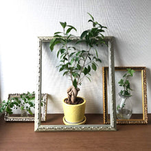 画像をギャラリービューアに読み込む, ガジュマル 4号 室内におすすめ 観葉植物