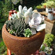 画像をギャラリービューアに読み込む, シノクラッスラ・スマロ(四馬路) 多肉植物
